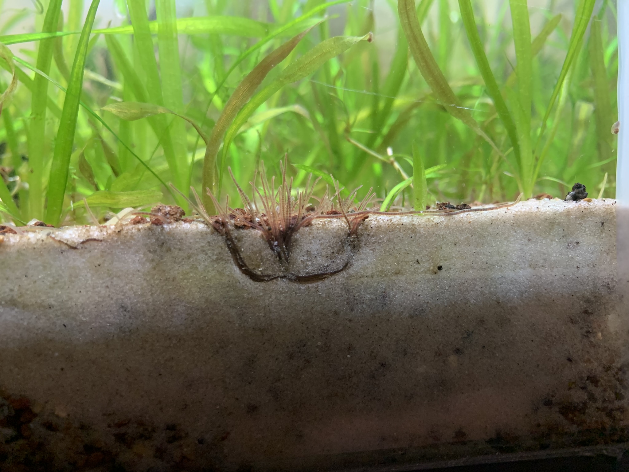 Live blackworms (Lumbriculus variegatus) in a shallow aquarium tray