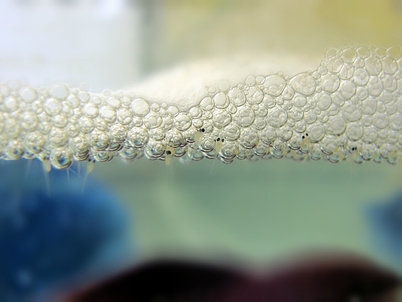 Tiny betta fry hanging in their bubble nest