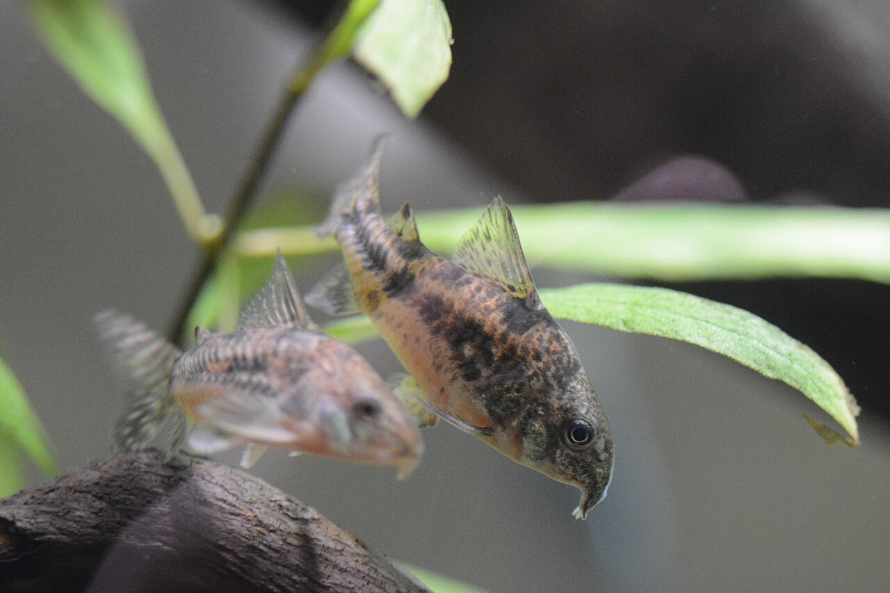 A pair of corydoras with freshly laid eggs on the glass