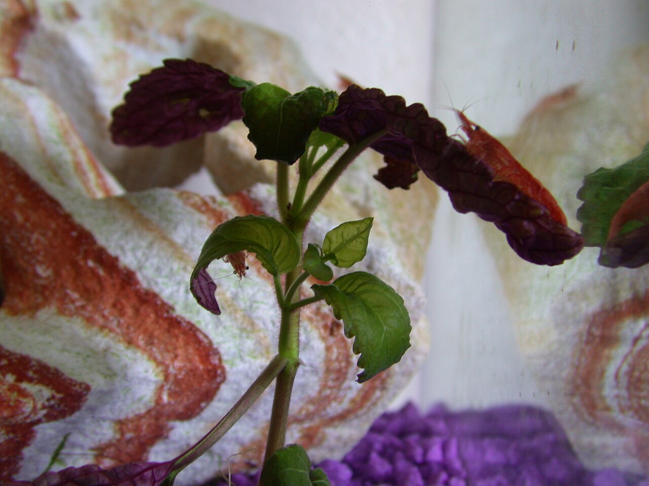 A red cherry shrimp grazing on a leaf
