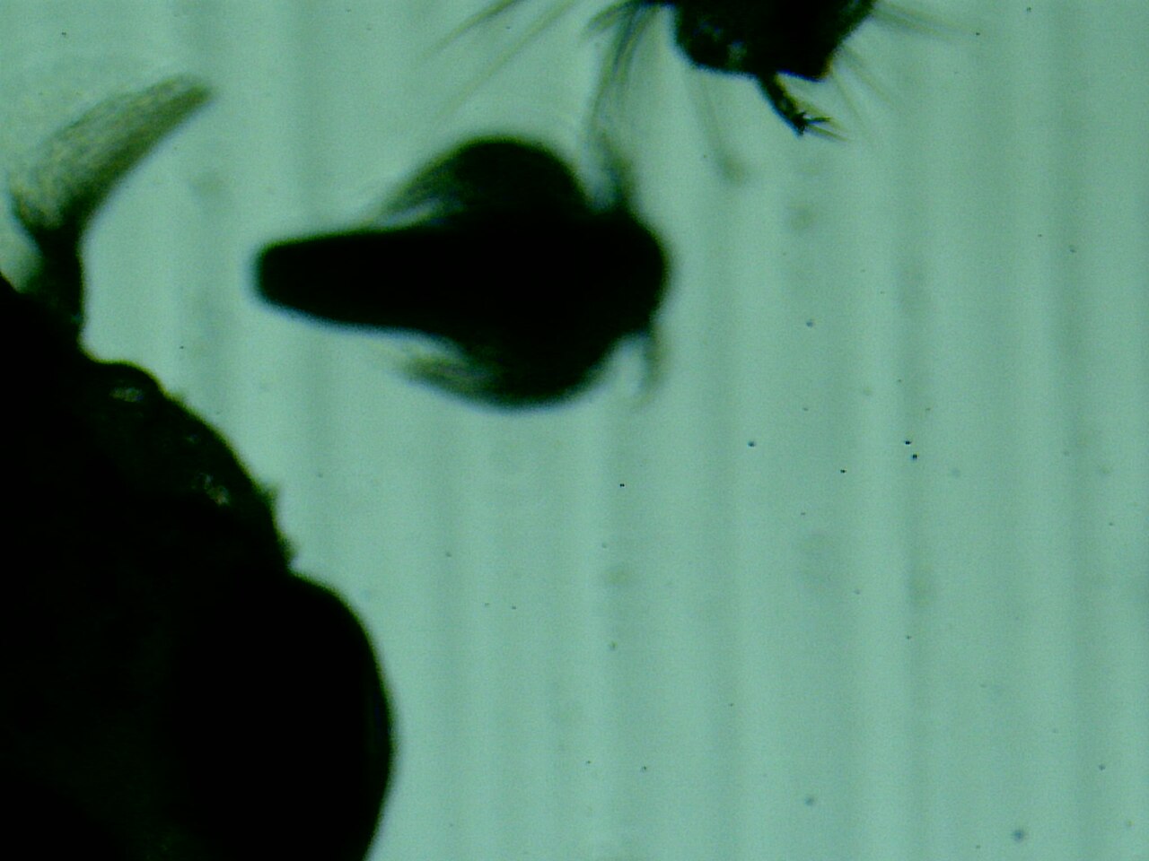 A killifish snapping at live food at the surface