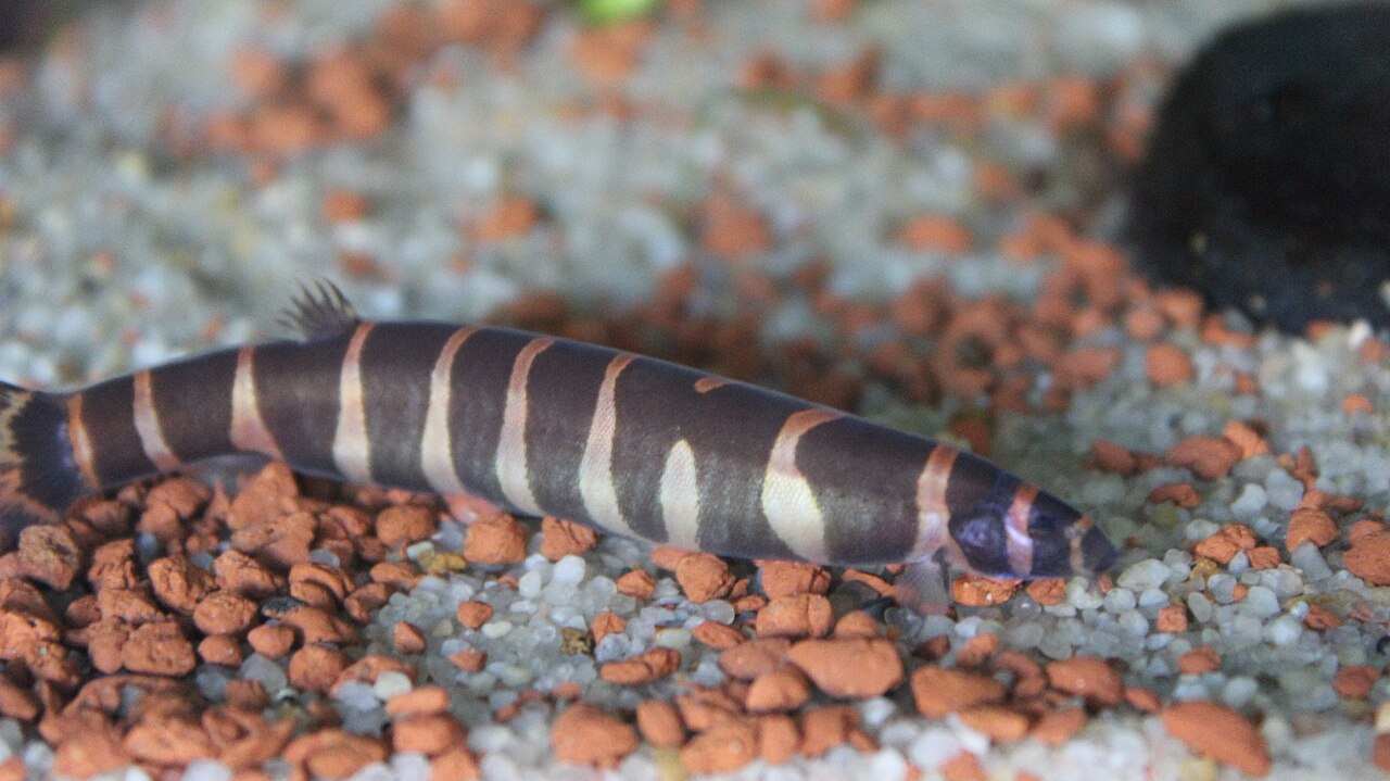 A kuhli loach in an aquarium
