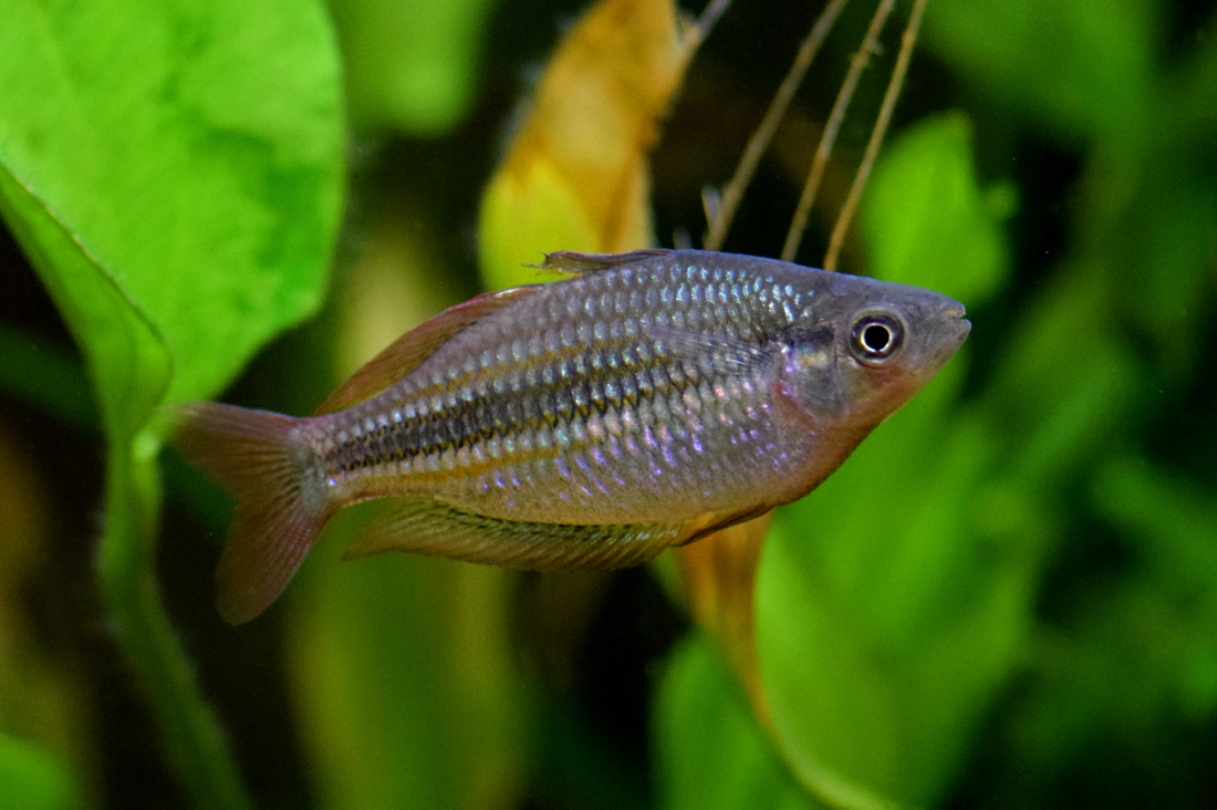 A Lake Eacham rainbowfish (Melanotaenia eachamensis) in an aquarium