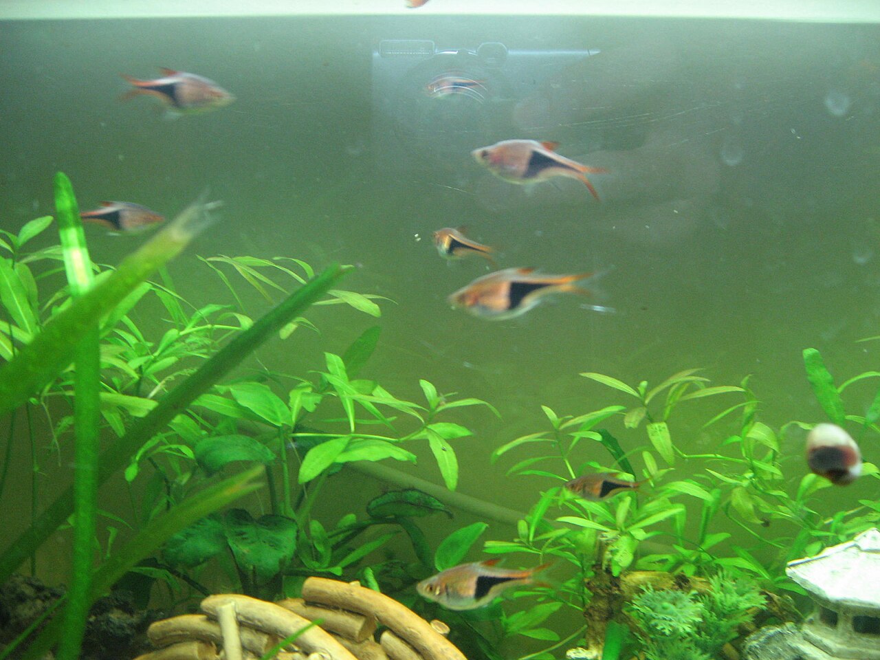 Harlequin rasboras schooling in a planted aquarium