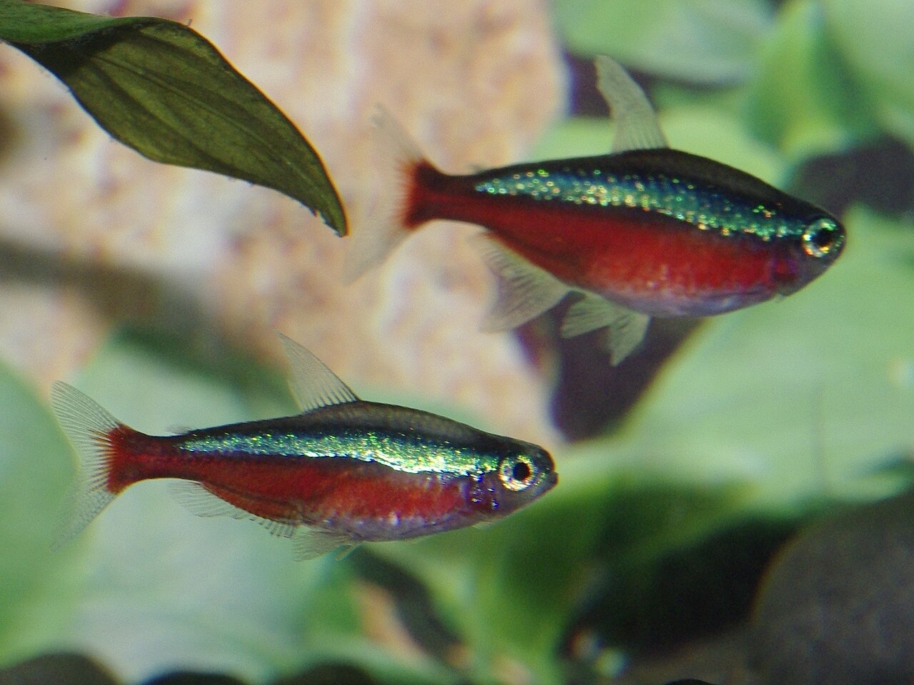 Cardinal tetras schooling in a planted aquarium
