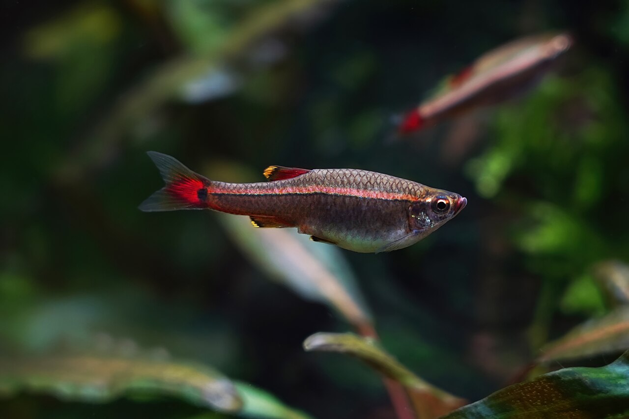 A white cloud mountain minnow (Tanichthys albonubes)